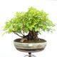 Outdoor bonsai - Baby maple - Acer campestre - 1/6