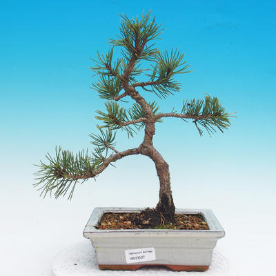Outdoor bonsai - Pinus mugo mops - Pine bark