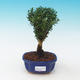 Room bonsai - Buxus harlandii - 1/5