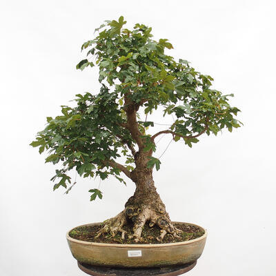 Outdoor bonsai - Baby maple - Acer campestre - 1