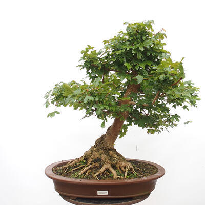 Outdoor bonsai - Baby maple - Acer campestre - 1