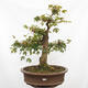 Outdoor bonsai - Baby maple - Acer campestre - 1/6
