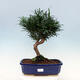 Room bonsai - Podocarpus - Stone thousand - 1/7
