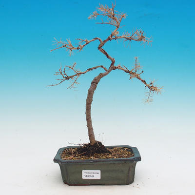 Outdoor bonsai - Larix decidua
