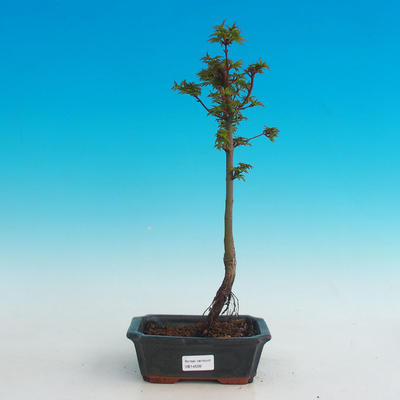 Outdoor bonsai -Javor malolistý SHISHIGASHIRA - 1