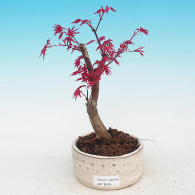 Outdoor bonsai - dlanitolistý Maple - Acer palmatum DESHOJO - 1