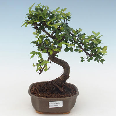 Indoor bonsai - Ulmus parvifolia - Small leaf elm PB2191509 - 1
