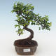 Indoor bonsai - Ulmus parvifolia - Small leaf elm PB2191509 - 1/3