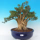 Room bonsai - Buxus harlandii - cork buxus - 1/7