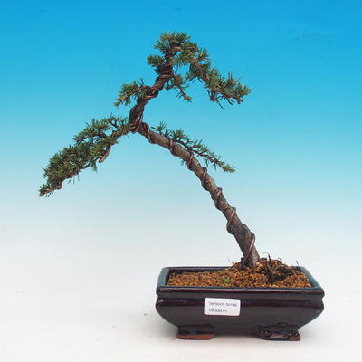 Outdoor bonsai - Cedrus Libani Brevifolia - Cedar green