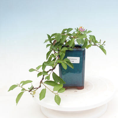 Indoor bonsai - Grewia occidentalis - Lavender star - 1