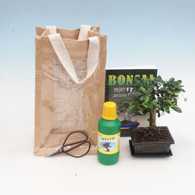 Room bonsai in a gift bag - JUTA, Carmona - fuki tea