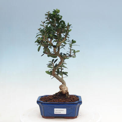 Indoor bonsai - Olea europaea sylvestris - Small-leaved European olive - 1