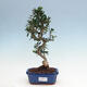 Indoor bonsai - Olea europaea sylvestris - Small-leaved European olive - 1/3