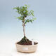 Indoor bonsai - Water jasmine - Wrightia religiosa - 1/3