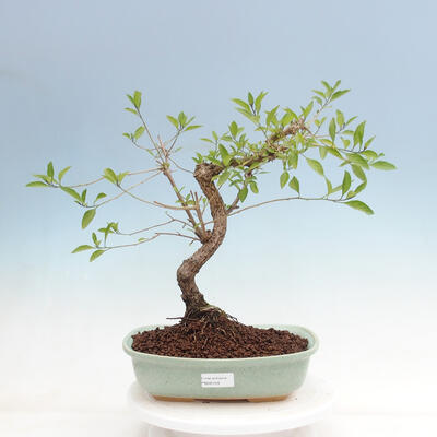 Indoor bonsai - Gentian tree-Solanum rantonnetii - 1