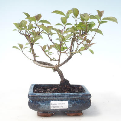 Outdoor bonsai - Dogwood - Cornus mas VB2020-515 - 1