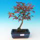 Outdoor bonsai - Acer palmatum Beni Tsucasa - Auburn maple - 1/3