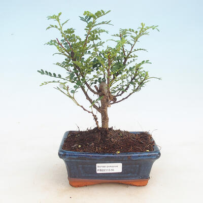Indoor bonsai-Zantoxylum piperitum-Peppercorn - 1