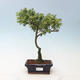 Indoor bonsai - Serissa foetida Variegata - Tree of a Thousand Stars - 1/3