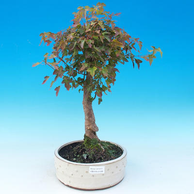 Outdoor bonsai - Maple Buergerianum - Burger Maple