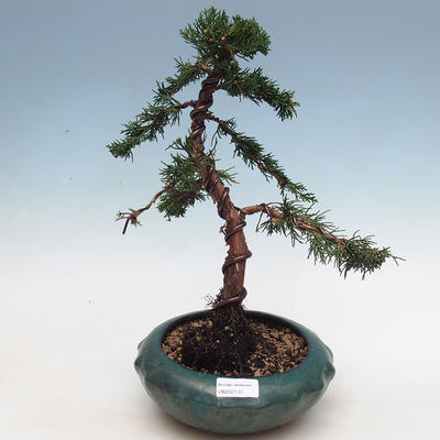 Outdoor bonsai - Juniperus chinensis - Chinese juniper