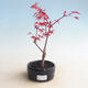 Outdoor bonsai - Acer palm. Atropurpureum-Red palm leaf - 1/2
