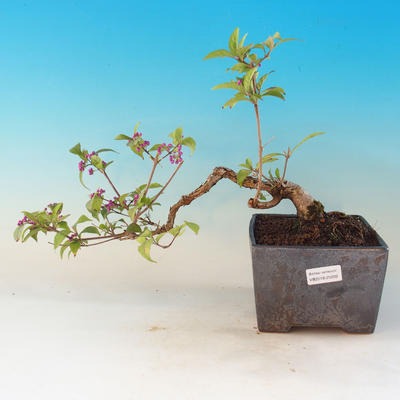 Outdoor bonsai - beautiful Callicarpa - 1
