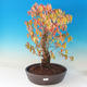 Outdoor bonsai - Dwarf - Cornus mas - 1/2