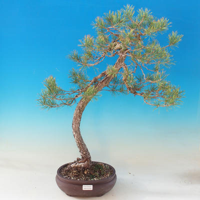 Outdoor bonsai - Pinus Sylvestris - Forest Pine - 1