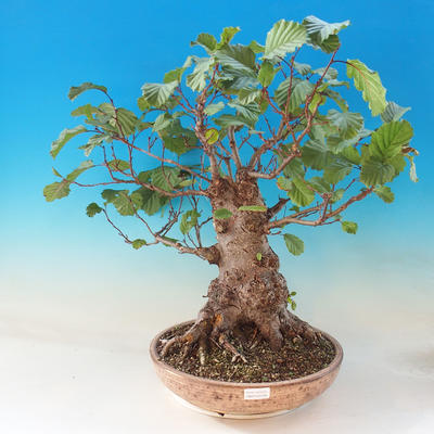 Outdoor bonsai - Sticky bats - Alnus glutinosa - 1