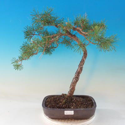 Outdoor bonsai - Pinus Sylvestris - Forest Pine