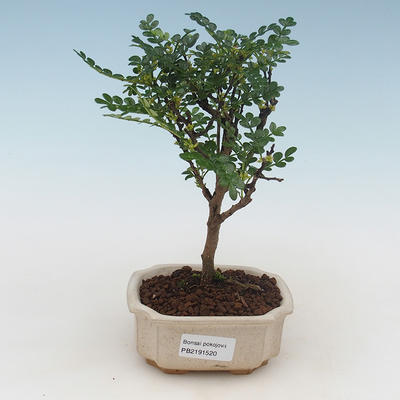 Indoor bonsai - Zantoxylum piperitum - pepper tree PB2191520 - 1