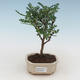 Indoor bonsai - Zantoxylum piperitum - pepper tree PB2191520 - 1/4