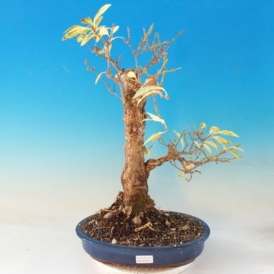 Outdoor bonsai - Zlatice - Forsythia - 1