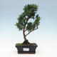 Indoor bonsai - Podocarpus - Stone thous - 1/5