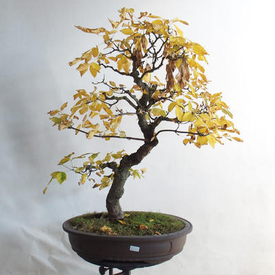 Outdoor bonsai - Asian maple - Acer negundo - 1