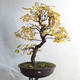 Outdoor bonsai - Asian maple - Acer negundo - 1/4