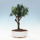 Indoor bonsai - Podocarpus - Stone thous - 1/5