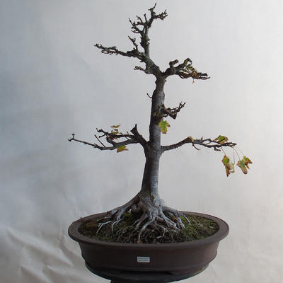 Outdoor bonsai - Acorn maple - Acer platanoides - 1