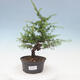Outdoor bonsai -Larix decidua - Larch - 1/4