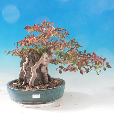Outdoor bonsai -Carpinus CARPINOIDES - Korean horn - 1