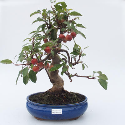 Outdoor bonsai - Malus halliana - Malplate apple tree - 1