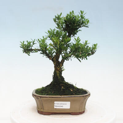 Indoor bonsai - Buxus harlandii - Cork boxwood - 1