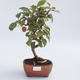 Outdoor bonsai - Malus halliana - Malplate apple tree - 1/3