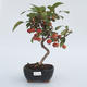 Outdoor bonsai - Malus halliana - Malplate apple tree - 1/3