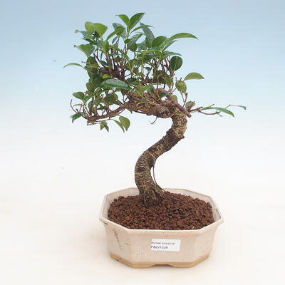 Indoor bonsai - Ficus retusa - small-leaved ficus