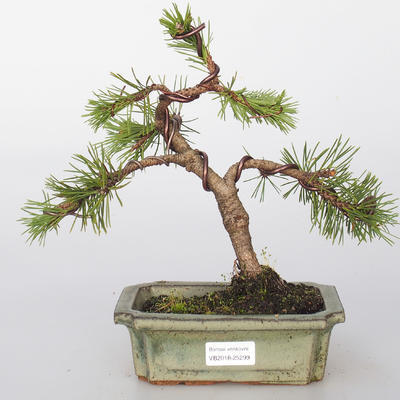 Outdoor bonsai - Pinus mugo - Pine kneec