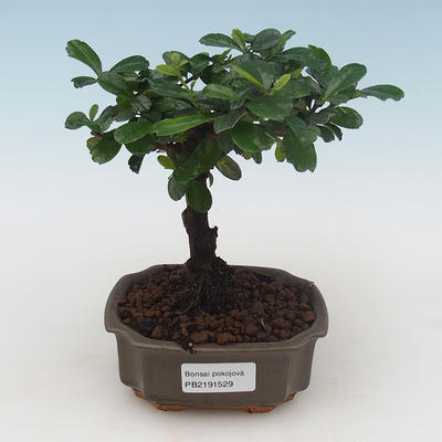 Indoor bonsai - Carmona macrophylla - Tea fuki PB2191529 - 1