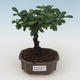 Indoor bonsai - Carmona macrophylla - Tea fuki PB2191529 - 1/5
